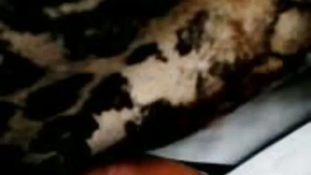 دوي راعية البقر العكسي مع سيندي ستارفال قرنية افلام جنسيه سينمائيه جول جوردان